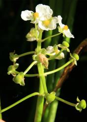 Sagittaria platyphylla. Inflorescence: female flowers below with immature fruits developing (the petals are gone) and male flowers above, with petals and dehiscing pollen.
 Image: T.K. James © T.K. James 2020 All rights reserved